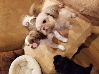 Mother of the Shih Tzu puppies born on 02/08/2018