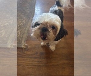 Mother of the Shih Tzu puppies born on 05/31/2025
