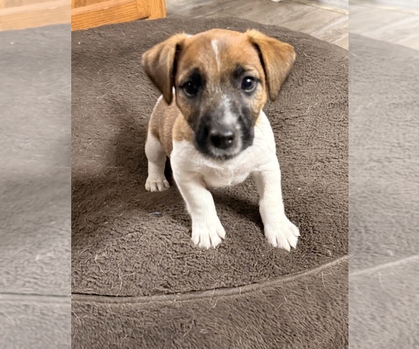 Medium Photo #1 Jack Russell Terrier Puppy For Sale in FREEMAN, MO, USA