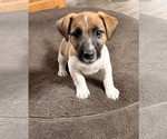 Puppy Puppy 2 Jack Russell Terrier