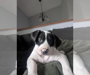 Peter - Male Beagle-Staffordshire Bull Terrier Mix Dog for Adoption - Photo #2