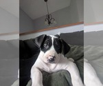 Small Photo #2 Beagle-Staffordshire Bull Terrier Mix Puppy For Sale in Anchorage, AK, USA