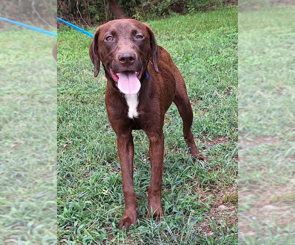 Medium Photo #1 Labrador Retriever-Unknown Mix Puppy For Sale in Wetumpka, AL, USA