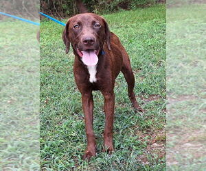 Labrador Retriever-Unknown Mix Dogs for adoption in Wetumpka, AL, USA