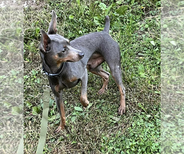 Medium Photo #1 Miniature Pinscher Puppy For Sale in BLUEFIELD, VA, USA