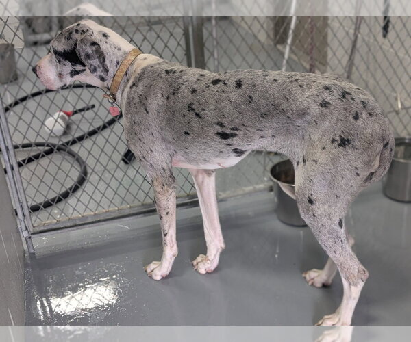 Medium Photo #2 Great Dane Puppy For Sale in Bullard, TX, USA