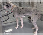 Small #1 Great Dane