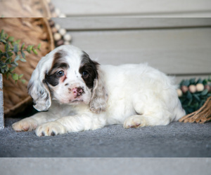 Medium Cocker Spaniel