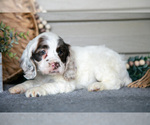 Puppy Jade Cocker Spaniel