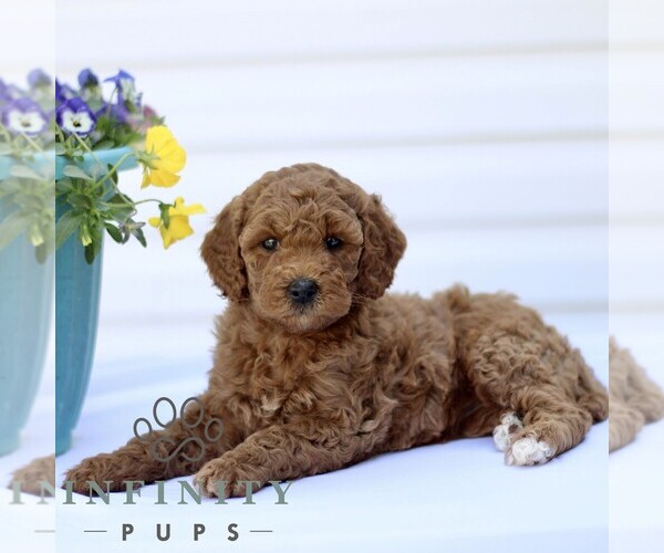 Medium Photo #4 Goldendoodle (Miniature) Puppy For Sale in RONKS, PA, USA