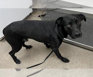 Mutt Dogs for adoption in HESPERIA, CA, USA