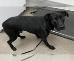 A128412 - Male Mutt Dog for Adoption - Small photo