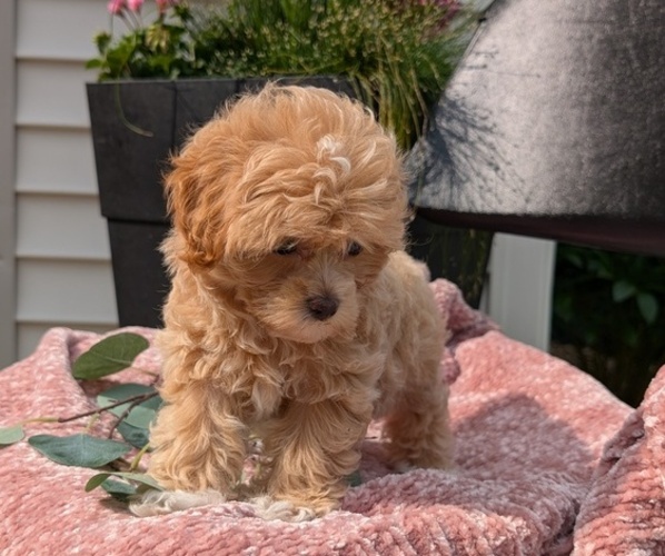Medium Photo #5 Maltipoo (Miniature) Puppy For Sale in GOSHEN, IN, USA