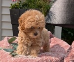 Small #4 Maltipoo
