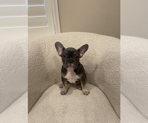 French Bulldog Puppy for Sale in THOUSAND OAKS, California USA