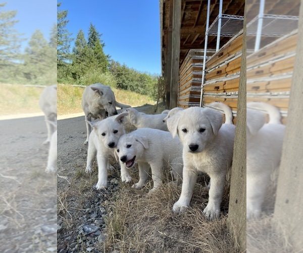 View Ad German Shepherd DogGreat Pyrenees Mix Litter of Puppies for