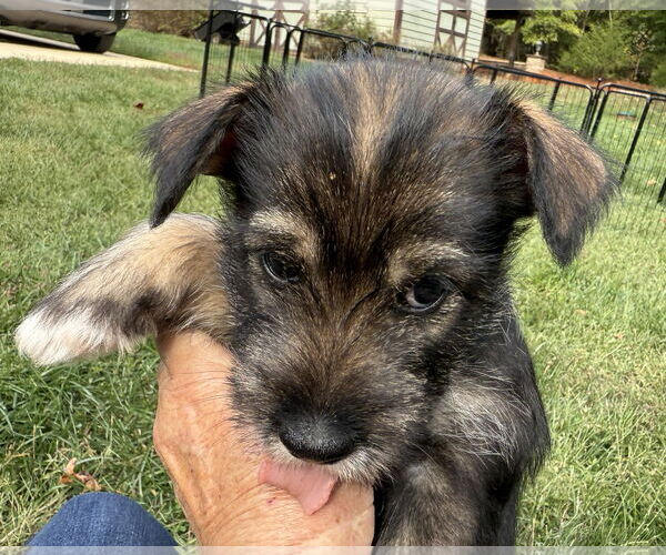 Medium Photo #3 Pomeranian-Unknown Mix Puppy For Sale in Lenoir, NC, USA
