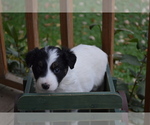 Small #3 Border Collie