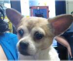 QUINN - Female Chihuahua-Unknown Mix Dog for Adoption - Small photo