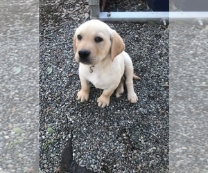 Labrador Retriever Puppy for sale in WILTON, CA, USA