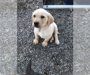 Medium Labrador Retriever