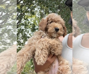 Poodle (Miniature) Puppy for sale in INDIAN TRAIL, NC, USA