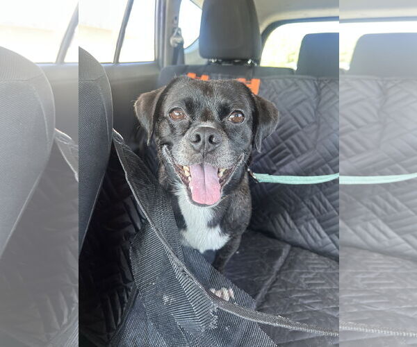 Medium Photo #2 Pug-Unknown Mix Puppy For Sale in San Diego, CA, USA