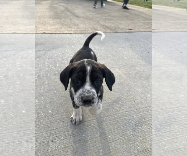 Medium Photo #1 Pointer-Unknown Mix Puppy For Sale in Mobile, AL, USA