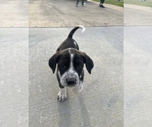Pointer-Unknown Mix Dogs for adoption in Mobile, AL, USA