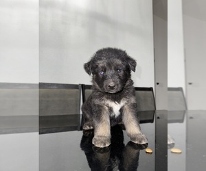 Medium German Shepherd Dog-Siberian Husky Mix