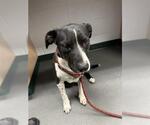 Small Labrador Retriever Mix