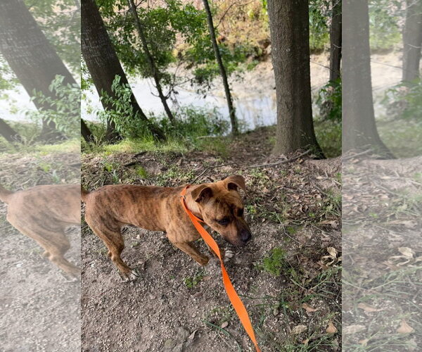 Medium Photo #4 American Pit Bull Terrier-Unknown Mix Puppy For Sale in Oakhurst, NJ, USA