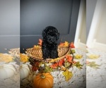 Small #3 Poodle (Toy)
