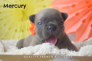Medium French Bulldog