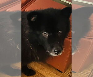 Chow Chow-pomeranian spitz Mix Dogs for adoption in Princeton, MN, USA