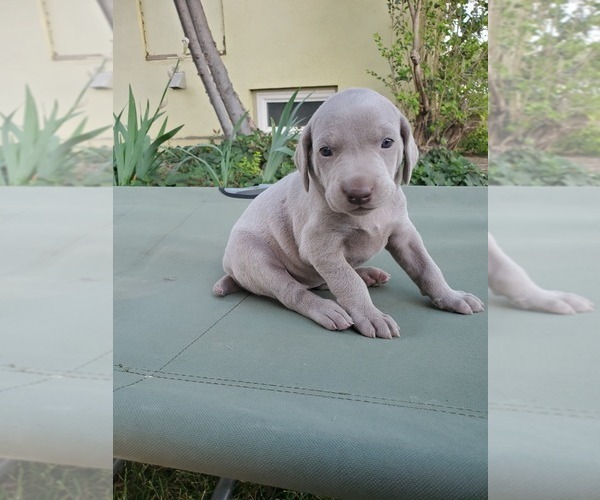 Medium Photo #6 Weimaraner Puppy For Sale in ORLAND, CA, USA