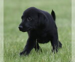 Small #3 Borador