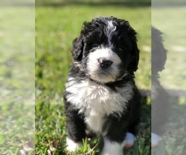 Medium Photo #4 Bernedoodle Puppy For Sale in FLEMING ISLAND, FL, USA