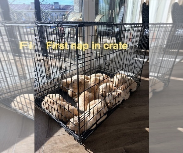 Medium Photo #16 Golden Retriever Puppy For Sale in PHOENIX, AZ, USA