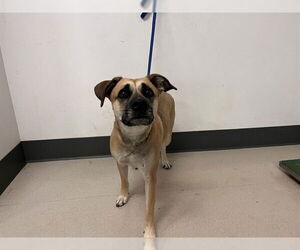 Black Mouth Cur Dogs for adoption in Corona, CA, USA