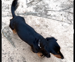 Father of the Dachshund puppies born on 04/10/2026