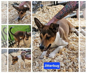 Collie-Unknown Mix Dogs for adoption in Farmerville, LA, USA