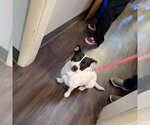 Small #2 Mutt