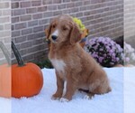 Small #1 Goldendoodle