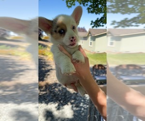 American Corgi Puppy for sale in ZILLAH, WA, USA