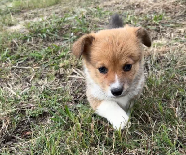 Medium Photo #5 Pembroke Welsh Corgi Puppy For Sale in MIDLOTHIAN, TX, USA