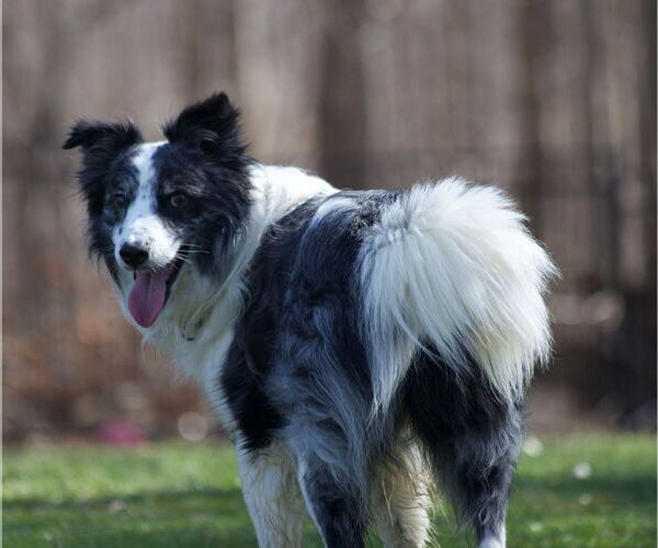 Medium Photo #8 Border Collie Puppy For Sale in Highland, IL, USA