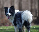 Small #7 Border Collie