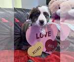 Puppy Lucy Australian Shepherd