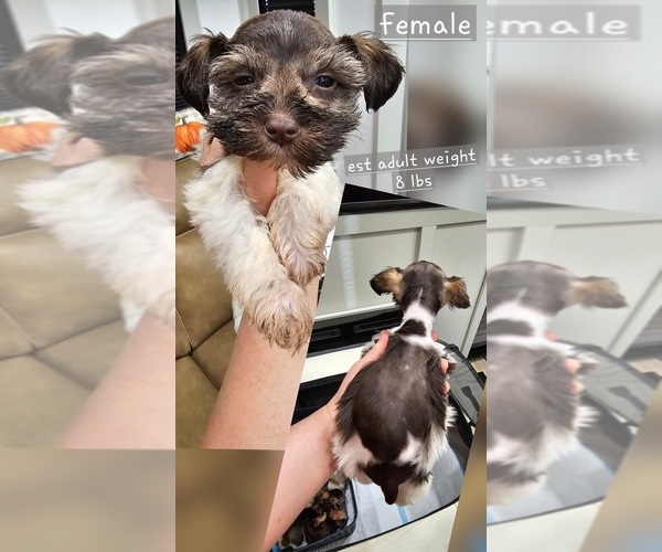 Medium Photo #1 Schnauzer (Miniature) Puppy For Sale in STRAFFORD, MO, USA